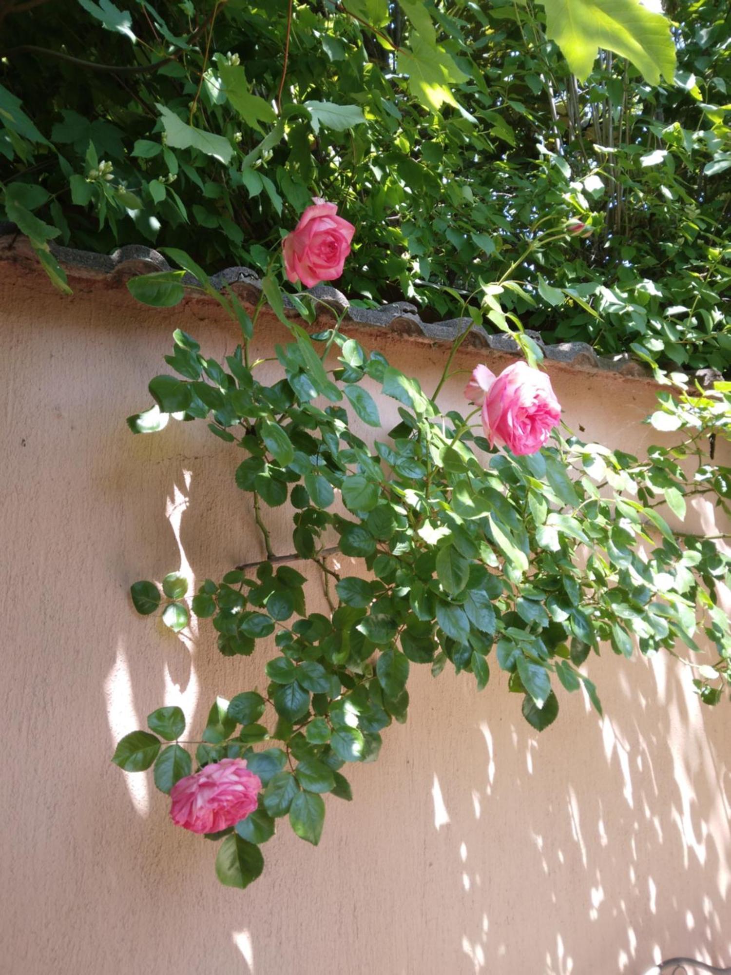 Siraly Haz Apartment Révfülöp Exterior foto
